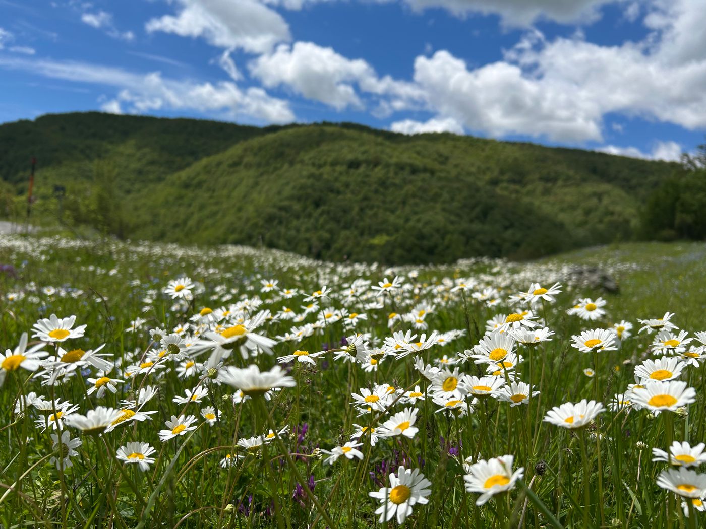 Meadow of white daisies below green hills